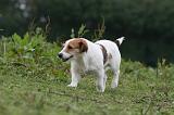 JACK RUSSEL 213